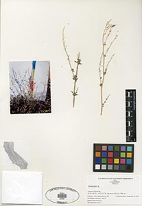 Herbarium sheet of 